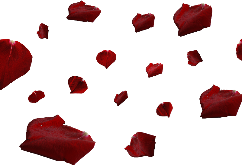 Red Rose Petals Png - Red Rose Petals Png (800x600)
