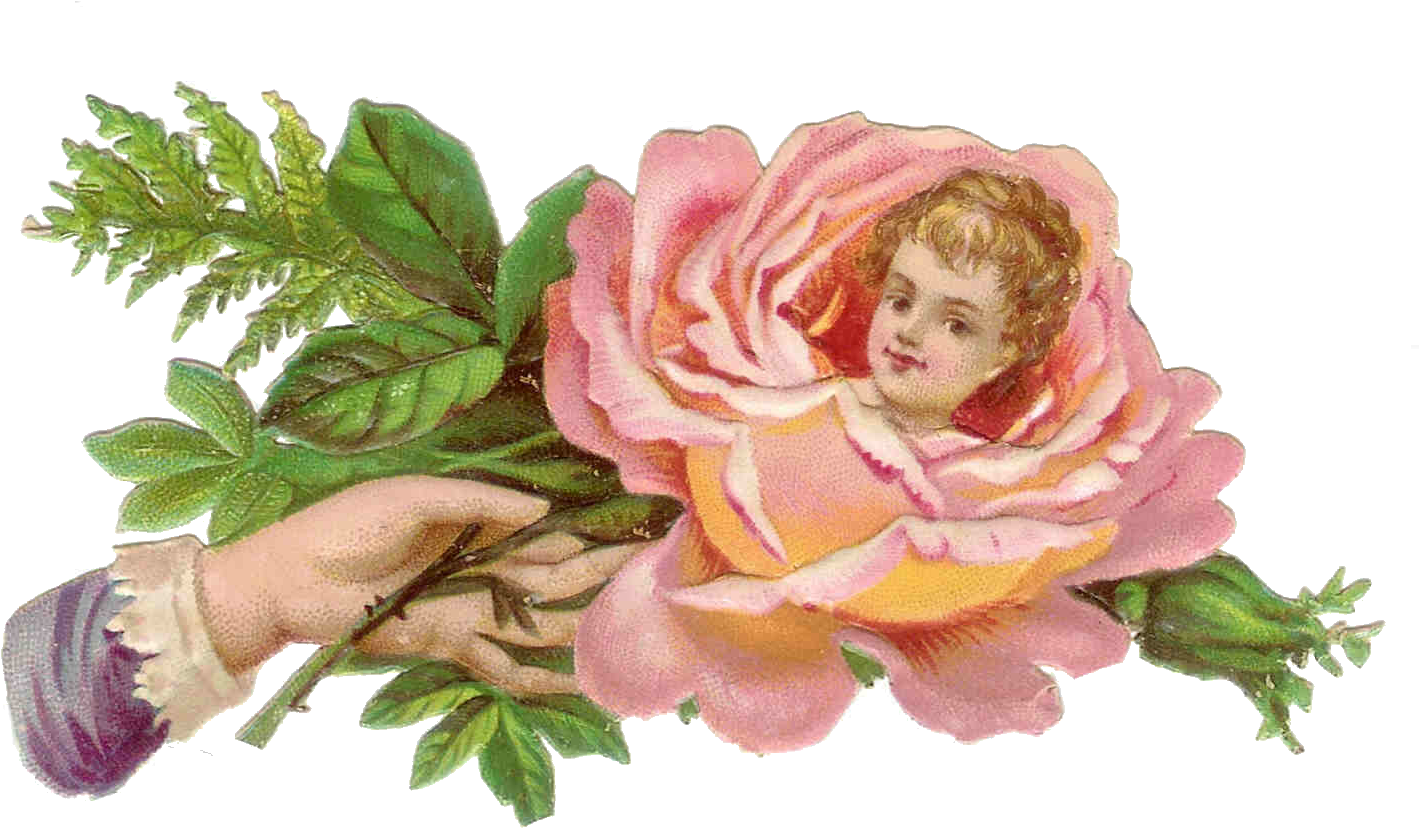 Pink Rose Clipart One - Tinypic (1579x992)