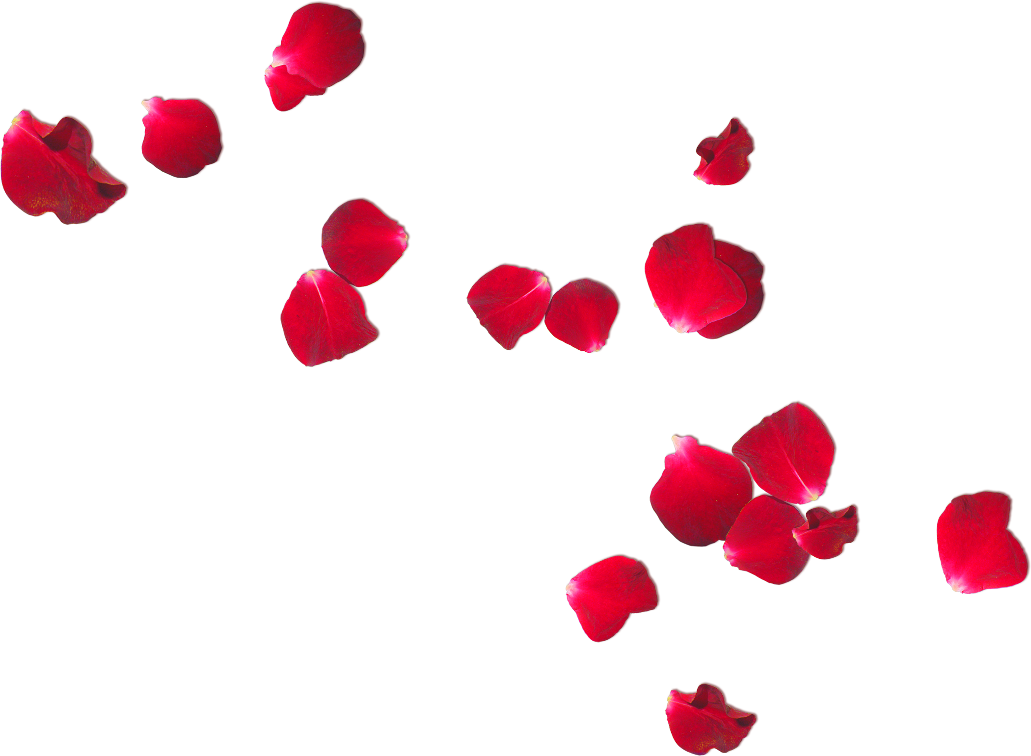 Petal Flower Frans Verwerft En Zonen Rose - Red Flower Petals Png (2100x1541)