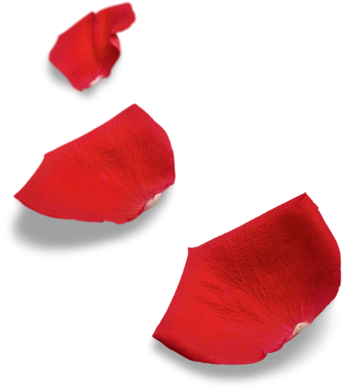 Red Rose Petals - Petal (485x550)