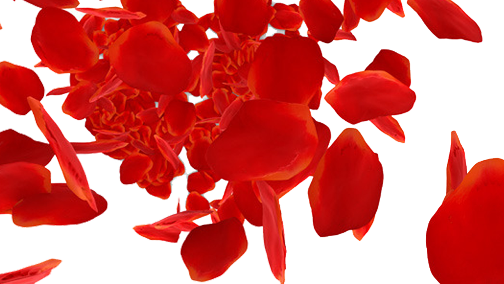 Beach Rose Petal Red Download - Beach Rose Petal Red Download (1000x564)