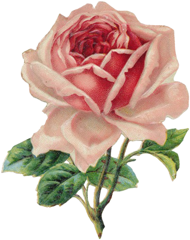 Victorian Rose Cliparts - Vintage Rose Clip Art (638x800)