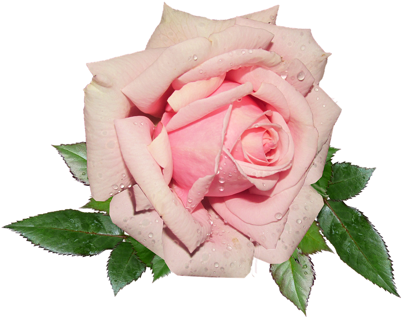 Small Rose Cliparts 15, - Pink Rose Transparent (826x720)