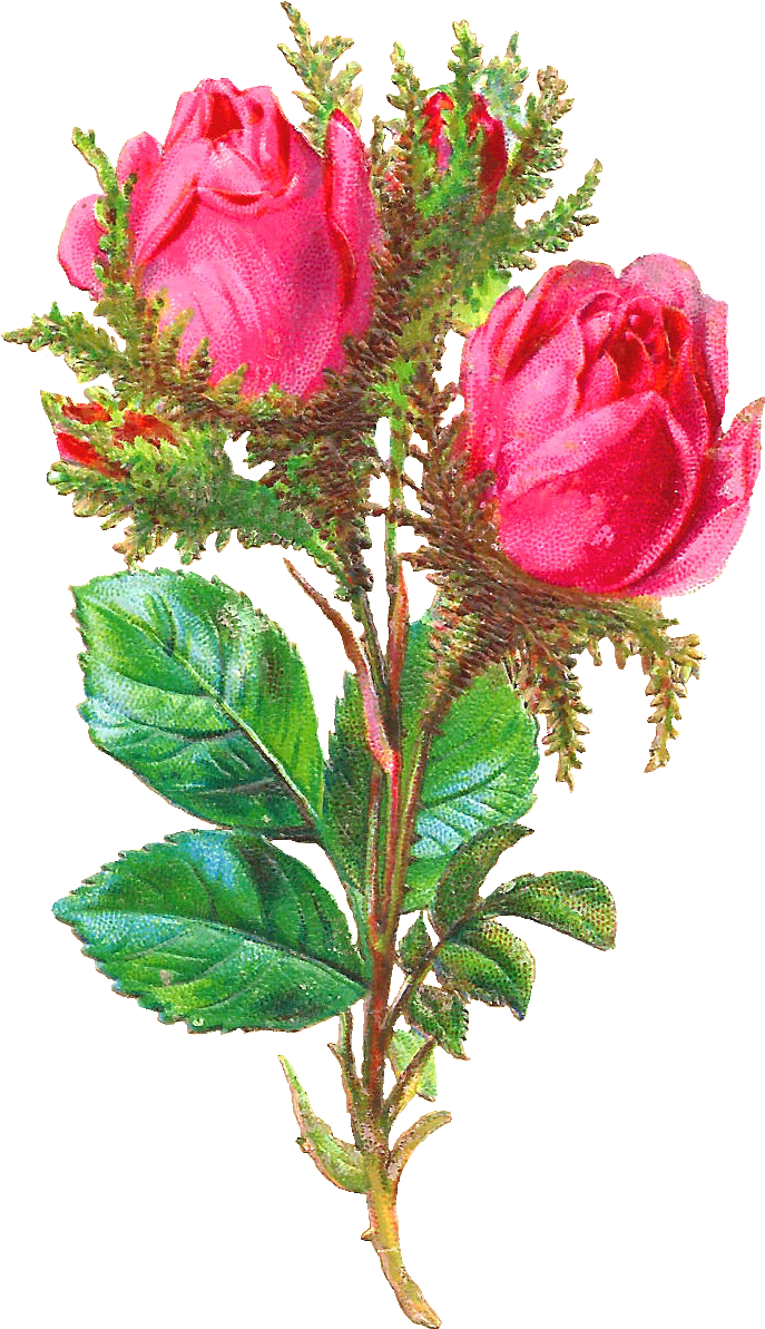 Pink Rose Clipart Shabby Chic - Garden Roses (906x1384)