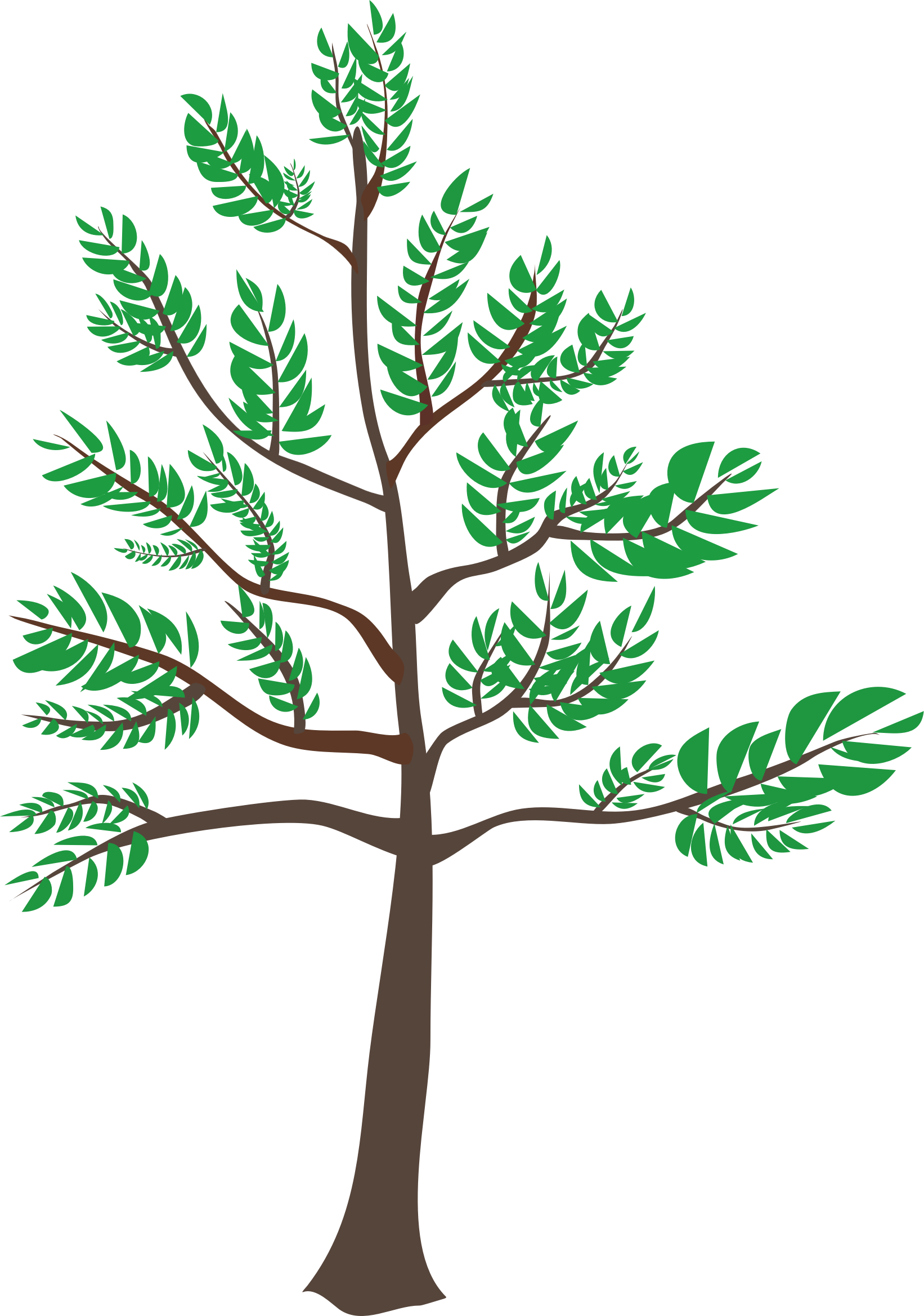 Clipart - Cedar Tree Clipart (1642x2336)