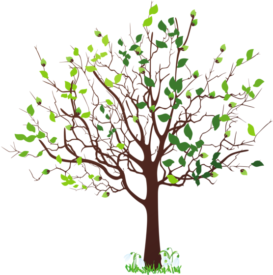 Spring Tree With Snowdrops Png Clipart Picture - Tree Clip Art Png (586x600)
