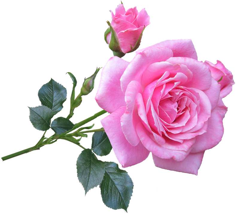 Picture Of A Pink Rose - Good Morning Gif New Rose (874x720)