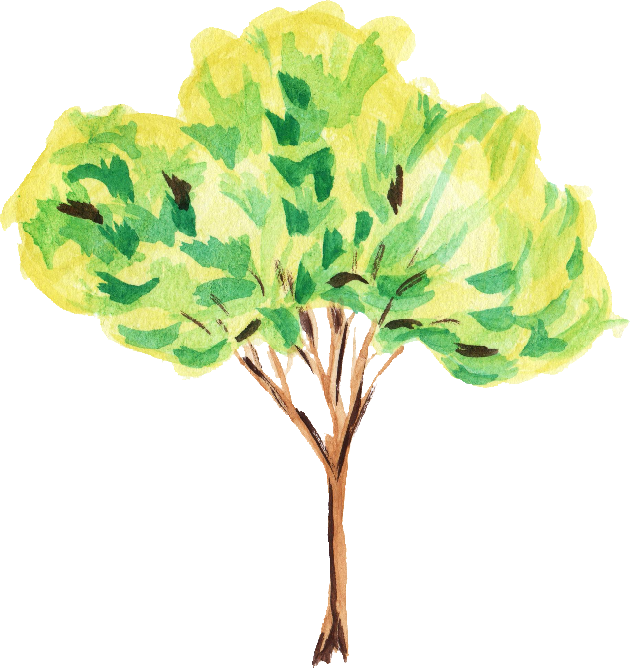 12 Watercolor Tree - Tree Paint Png (1281x1359)