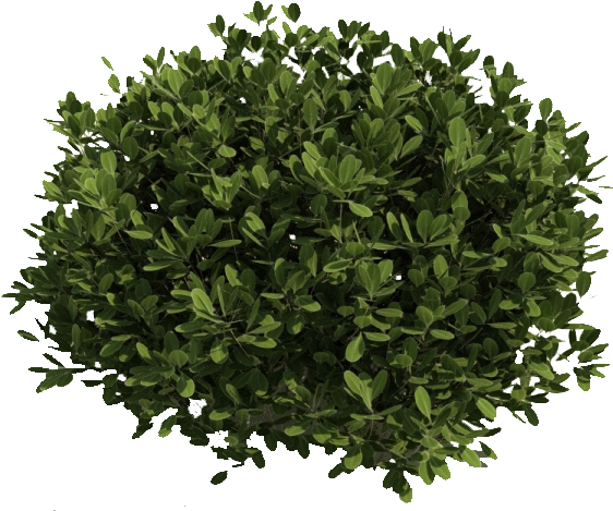 Image Result For Shrubs Clipart Transparent Background - Bushes Transparent (563x486)