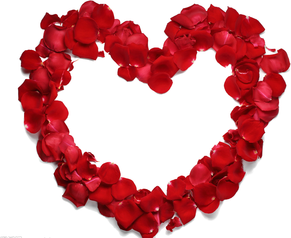 Heart Beach Rose Petal Flower - Good Morning Rose Heart (1020x800)