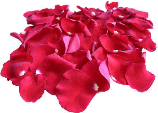 Red Rose Petals - Rose (550x393)