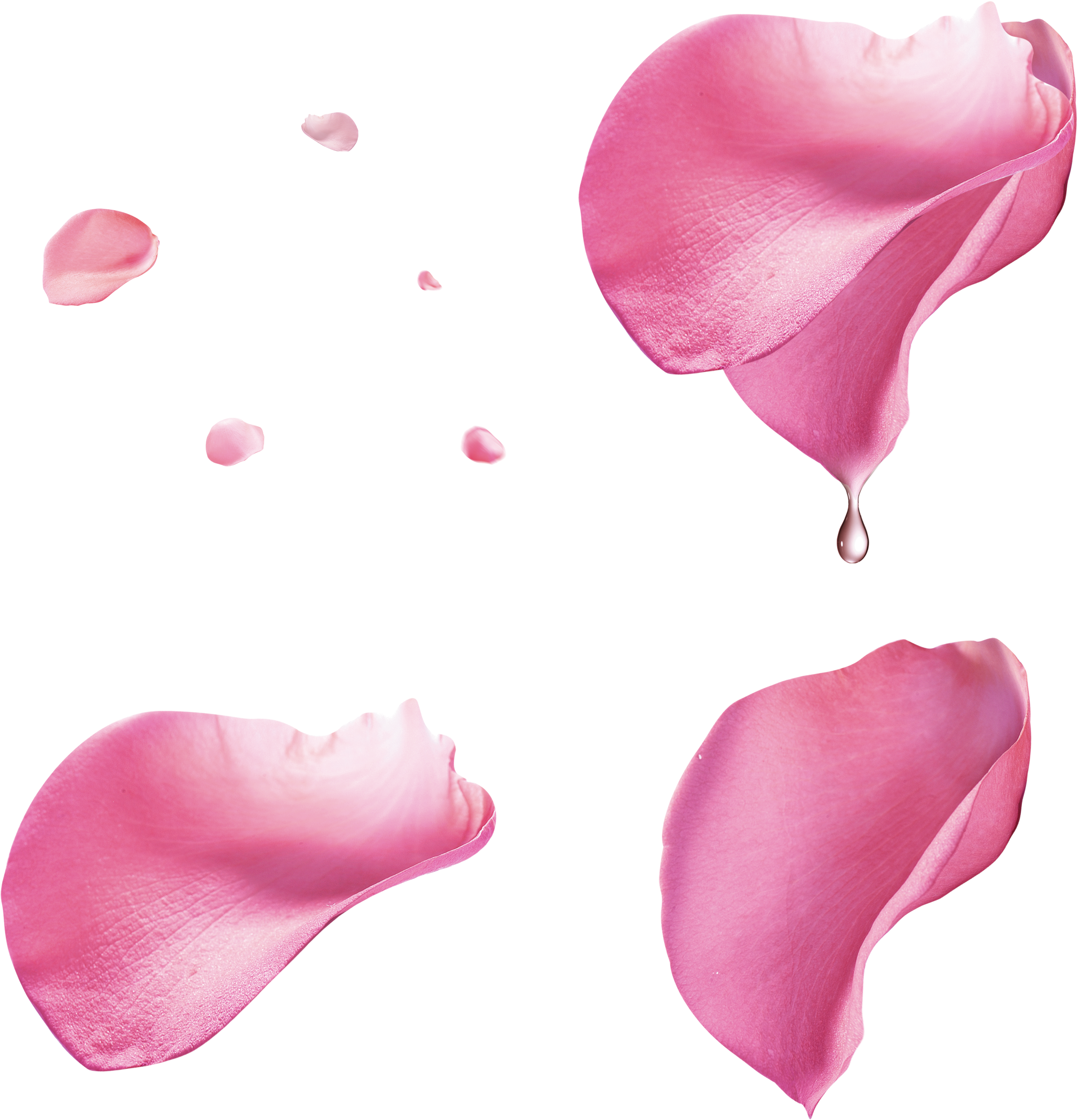 Pink Rose Petal Floating Material - Transparent Pink Rose Petals Png (2650x2871)