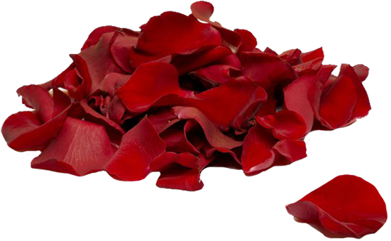 Bigstock Red Rose Petals 1638137 - Rose Petals (650x400)
