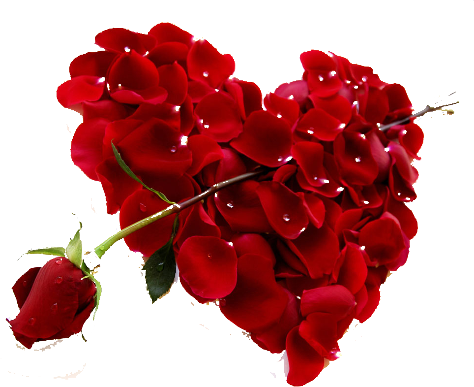 Heart Rose Red Valentines Day Petal - Heart Rose Red Valentines Day Petal (1000x856)