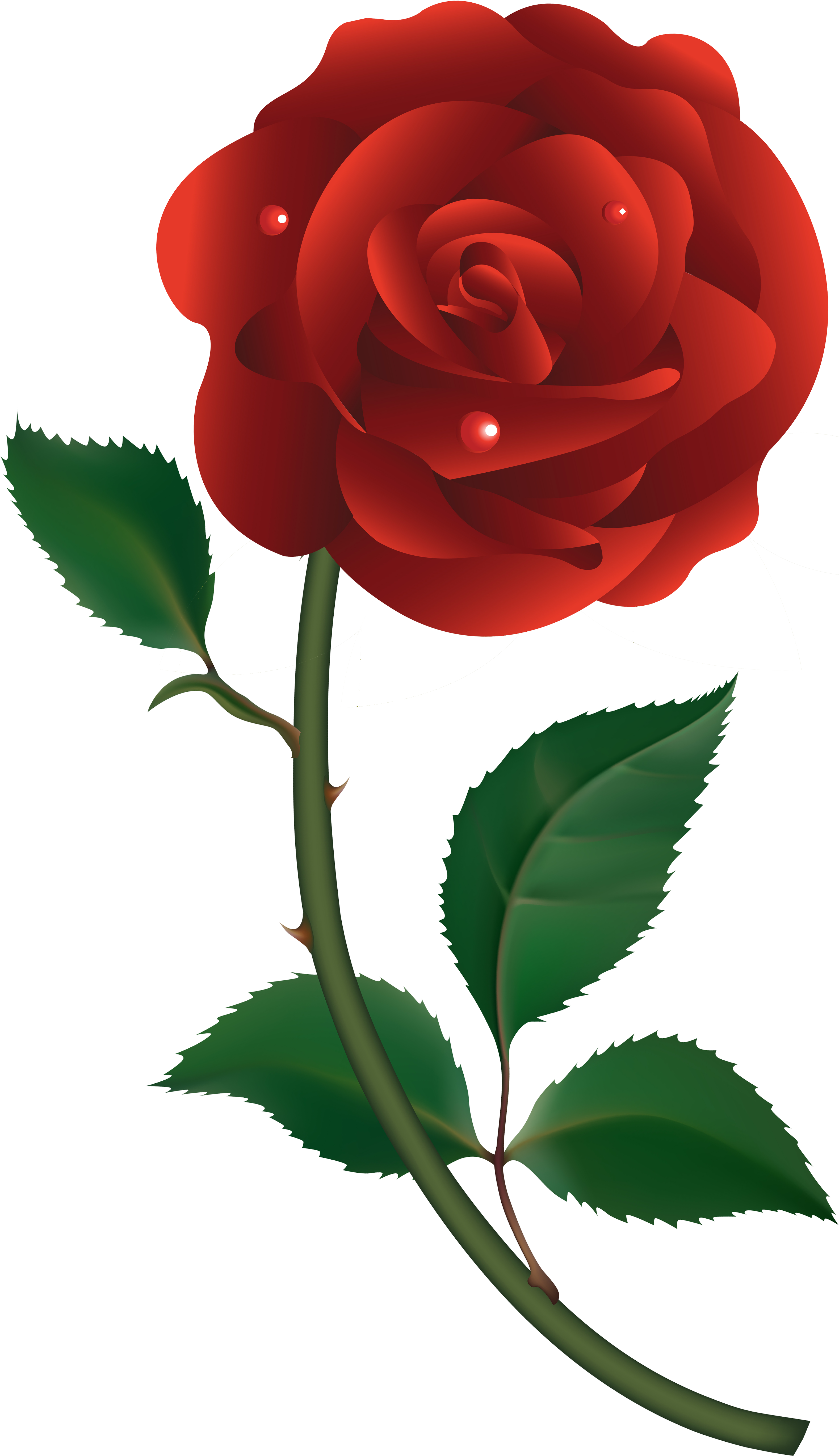Red Rose Vector - Gül Resmi Png (3155x5517)