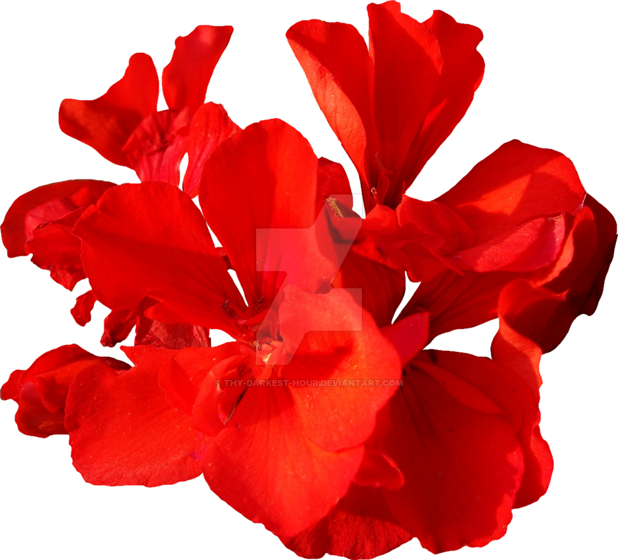 Red Flower Png - Red Flower Png (900x815)