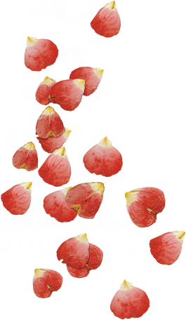 Rose Petal Scatter - Seedless Fruit (265x456)