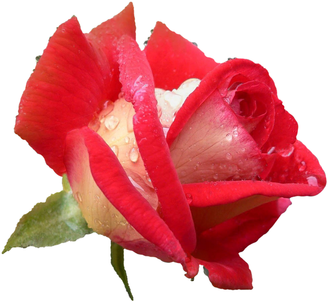 Rose, Rose Flower, Plants, Rose Petals - Cumanız Ve Bayramınız Mübarek Olsun (1280x666)