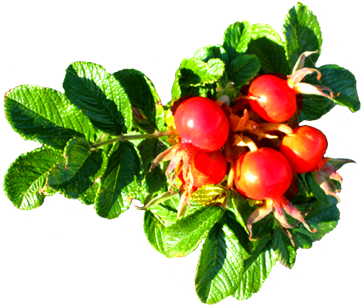 Clip Art Of Dog Rose Hip - Dogrose Png (384x338)