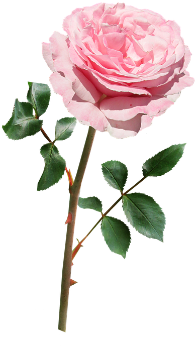 Rose, Pink, Stem, Flower - Flower With Stem Png (446x720)