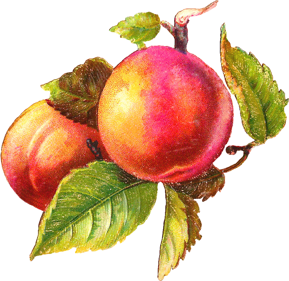 Peach Clip Art - Vintage Peach Clip Art (1165x1104)