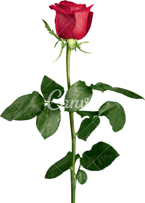 Rose Cutout - Canva (569x800)