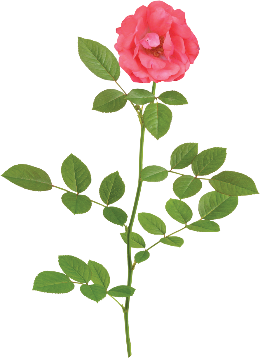 The Coral Drift® Rose - Rose White (1000x1331)