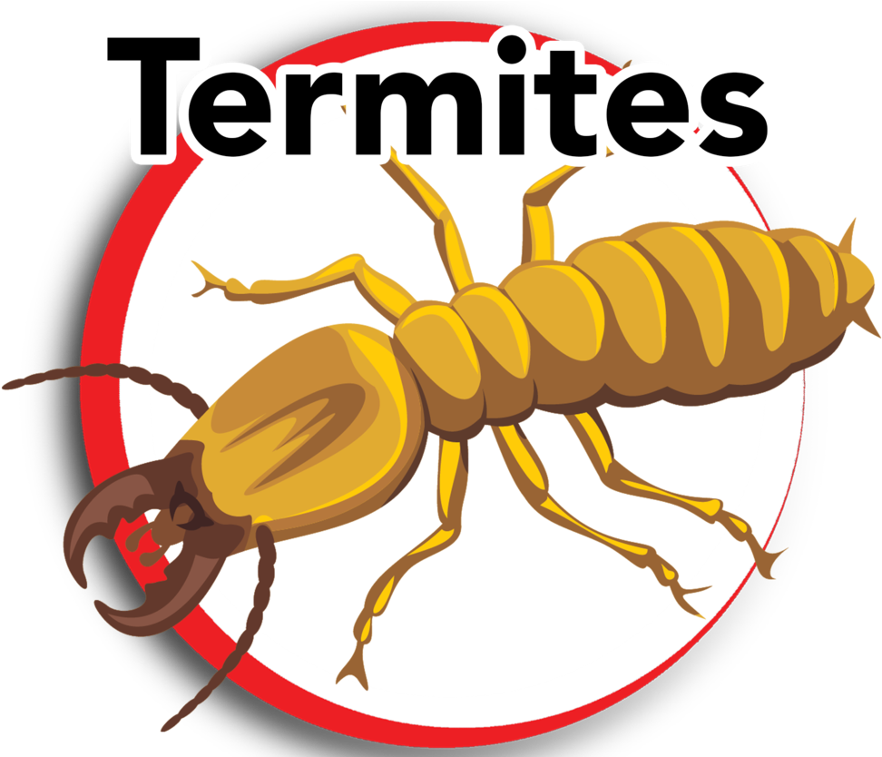 Termites 1 - Termites Clip Art Transparet (1000x833)
