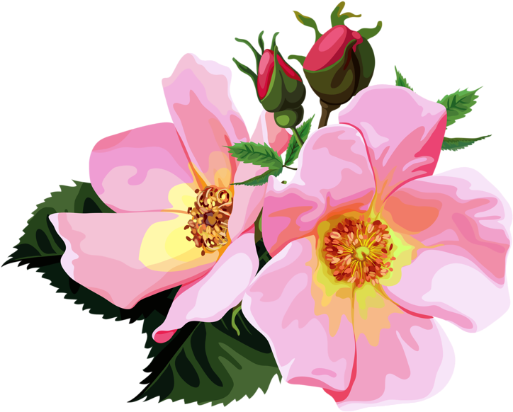 Rose Bouquet Cli̇part Transparent - Bouquet Clipart Transparent (800x652)