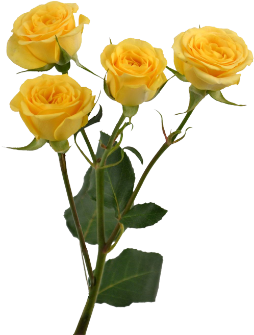 Yellow Rose Flower Free Png Transparent Images Free - Pastel Yellow Aesthetic Png (750x750)