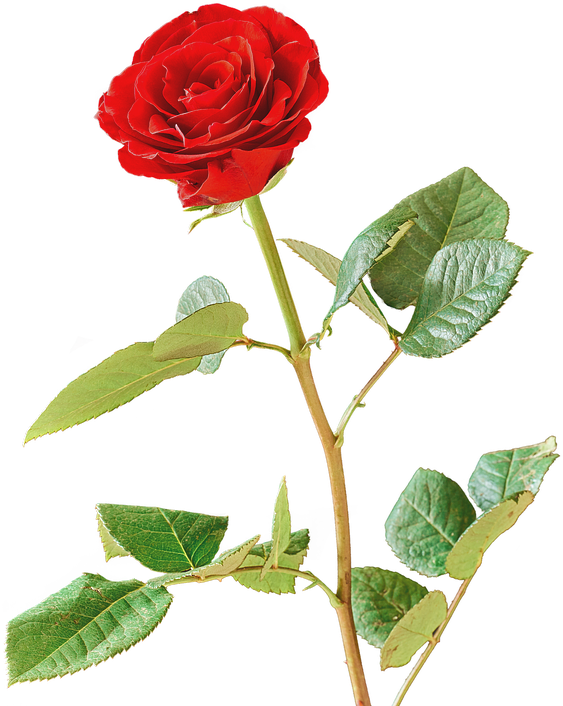 Rose, Red, Red Rose, Blossom, Bloom, Isolated - Rose (624x720)
