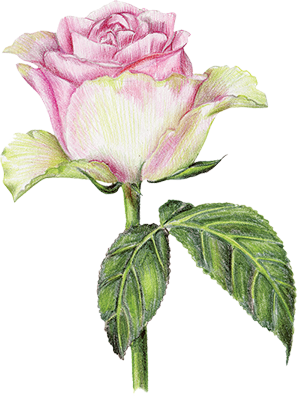 Pococks Roses - Floribunda (300x401)