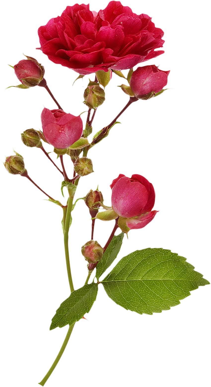 Garden Roses Branch Flower Photography - Rose Branches (862x1569)