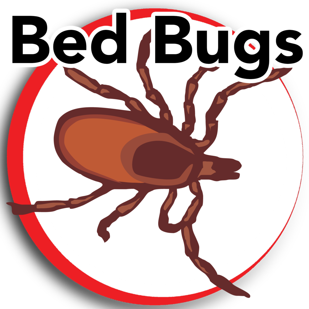 Bed Bugs Update - Deratisation (1000x1000)
