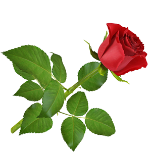 Rose - Rose (402x300)