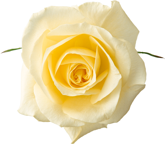 Free Clipart - Yellow Rose - Png - White Rose Flower Png (583x516)