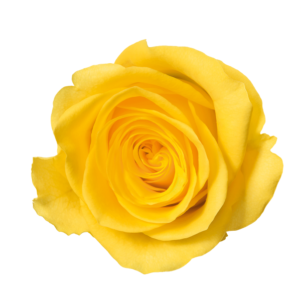 Yellow Rose Png Image - Flowers With No Background (600x600)