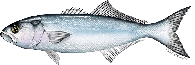 Blackened Bluefish With Tropical Salsa - Bluefish Illustration (640x213)