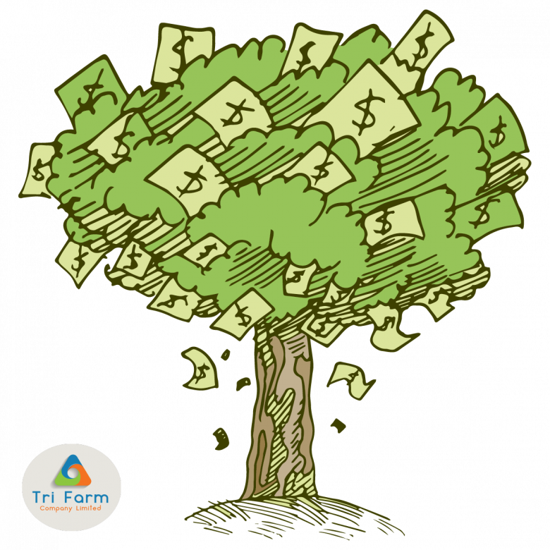 Introducing Our Newest Product Money Tree - Clip Art (780x780)