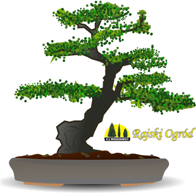 Drzewka Formowane, Szczepione I Bonsai - Karate Kid Bonsai (407x407)