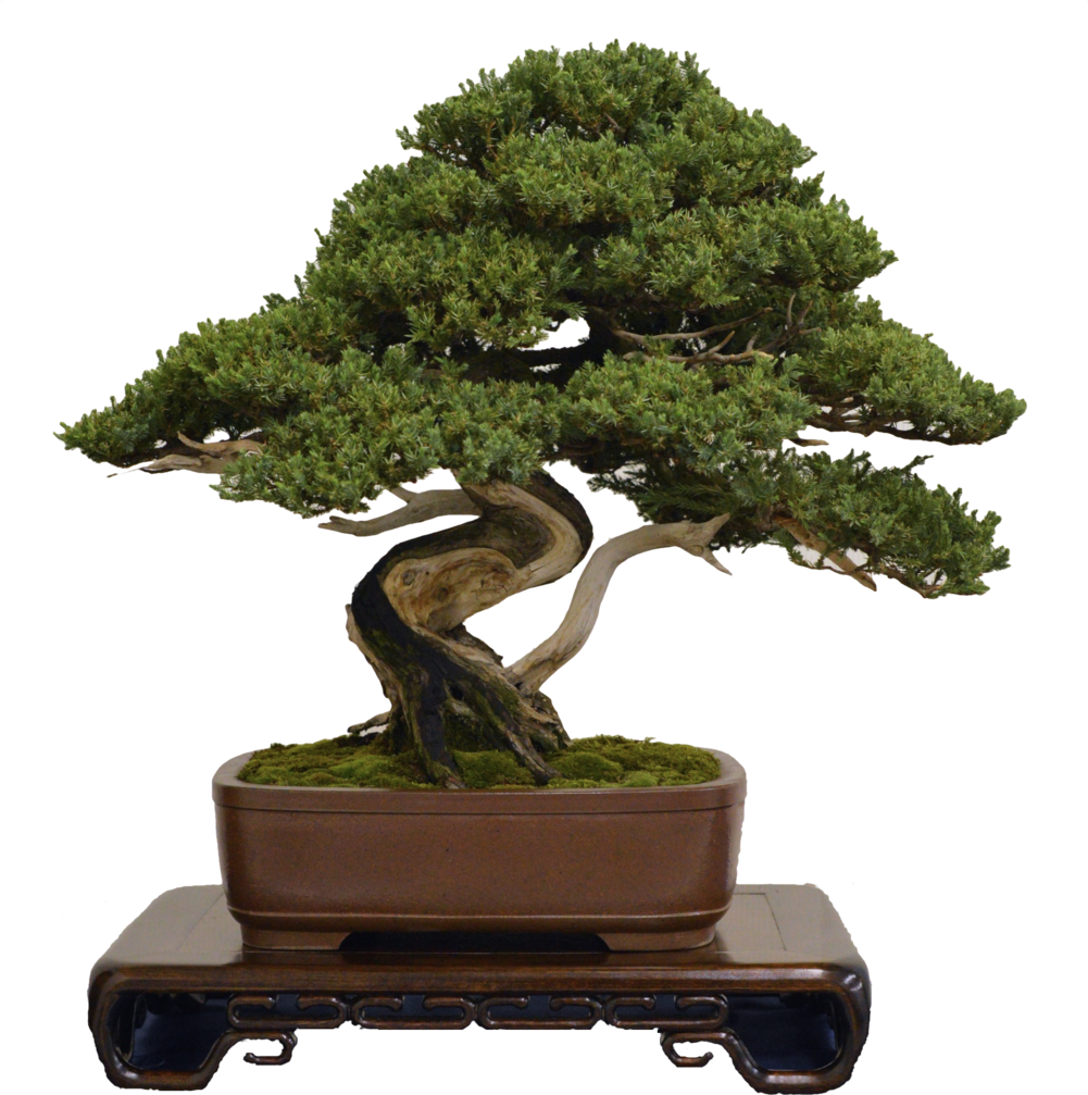 Contact Form - Bonsai Png Transparent (1000x1056)
