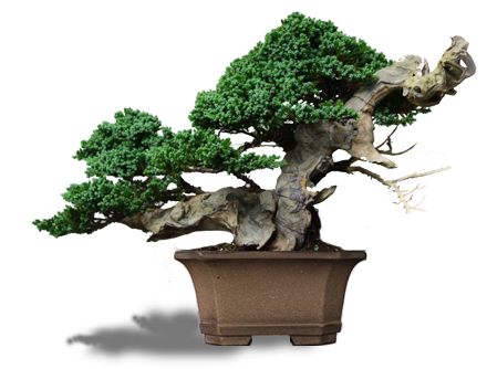 ต้นสน จูนิเปอร์ แต่เป็นไม้ต่างประเทศ โดยเฉพาะที่ Bonsai - บอน ไซ สน เลื้อย (500x333)