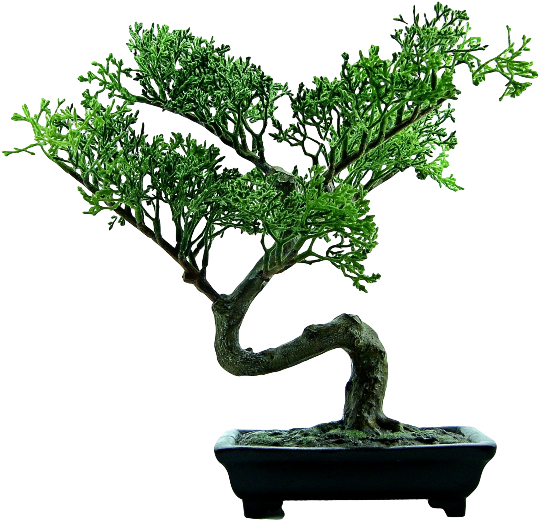 Natra Bonsai Green Tree - Complete Beginners Guide To Bonsai Trees: Growing, (550x750)