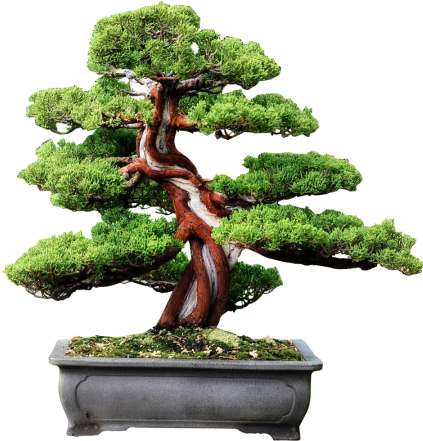 About Bonsai Hunter - Sageretia Theezans (450x488)