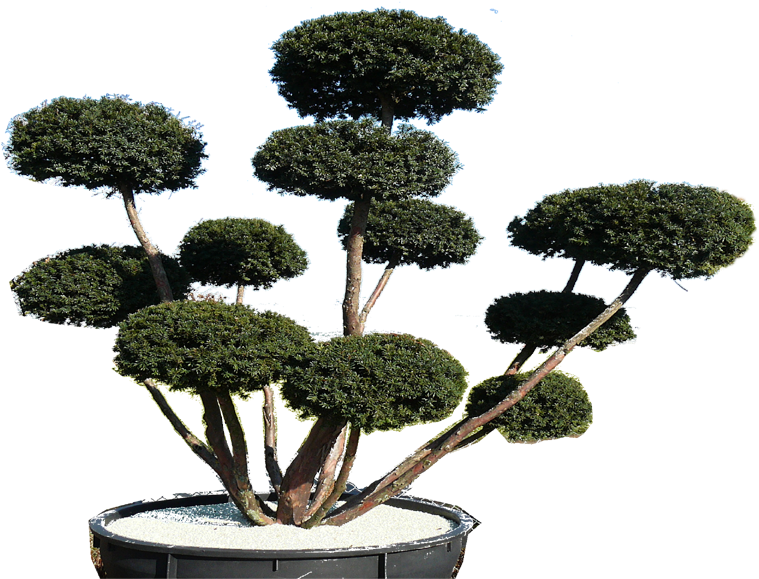 Pinus Silvestris Eine Veredelte Formpflanze - Sageretia Theezans (800x600)