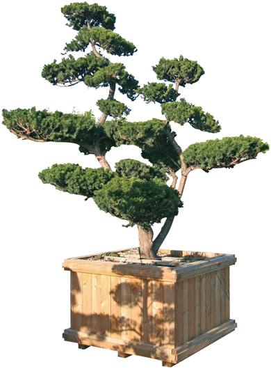 Prices On Request, Plants From 150cm To 270 Cm High - Taxus Bonsai Png (390x530)