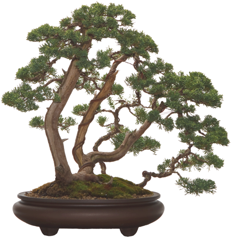 Zusammengefunden Haben Um Zwanglos Unter Gleichgesinnten - Arborvitae (480x515)