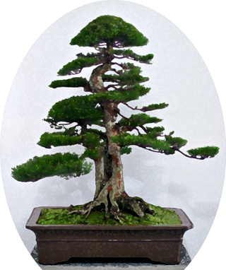سيد ازاهار العدروس - Bonsai Malaysia (320x382)
