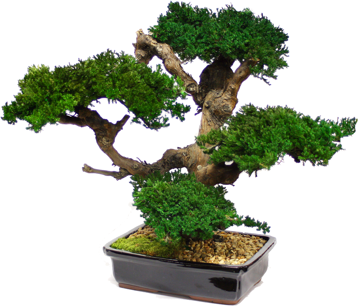Zona Gallery - Large Bonsai Tree Preserved Forever Green Art - Mbo (1200x1049)