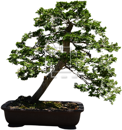 Parent Category - Bonsai Tree Transparent Background (450x450)